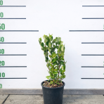 Guava ananásová (Acca Sellowiana Feijoa) - výška 30-40 cm, kont. C3L (-16°C)